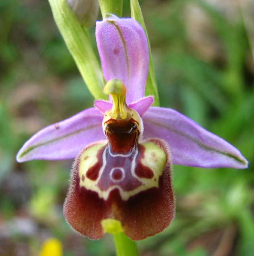 Ophrys fusca s.l. , O. garganica, Orchis lactea e...